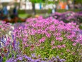 Presseclub-Tagesfahrt 2018 zur Landesgartenschau in Burg